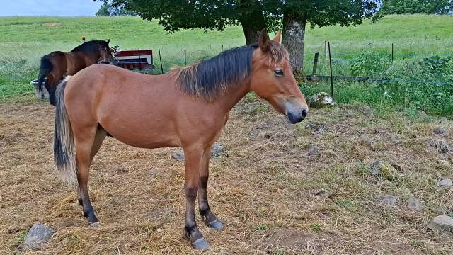 Caballo castrado New Forest En venta 2025 Bayo por LUX DU BOIS BOURDIN