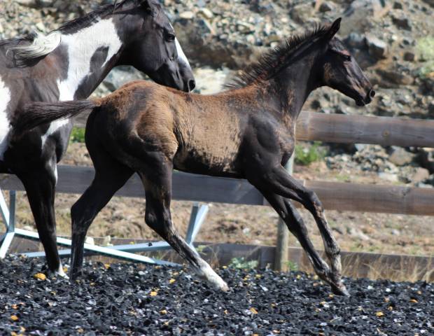 Potro Paint Horse En venta 2026 Negro