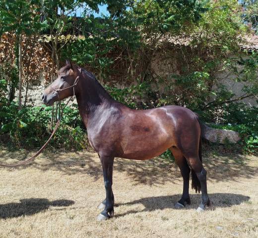 Yegua Connemara En venta 2019 Negro por TITUS DE LIAF