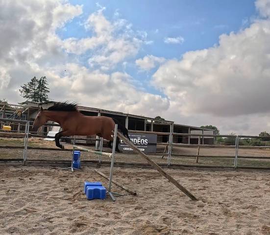Caballo castrado Trot&oacute;n Franc&eacute;s En venta 2022 Bayo