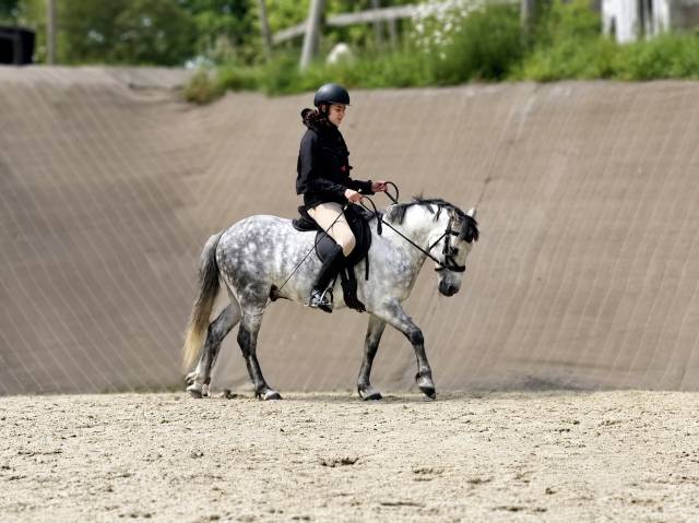 Caballo castrado PFS Poni Fran&ccedil;&eacute;s de Silla En venta 2016 Tordo por Golden hero 2