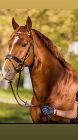 Se vende caballo Hannoveriano schoolmaster 16 a&ntilde;os 