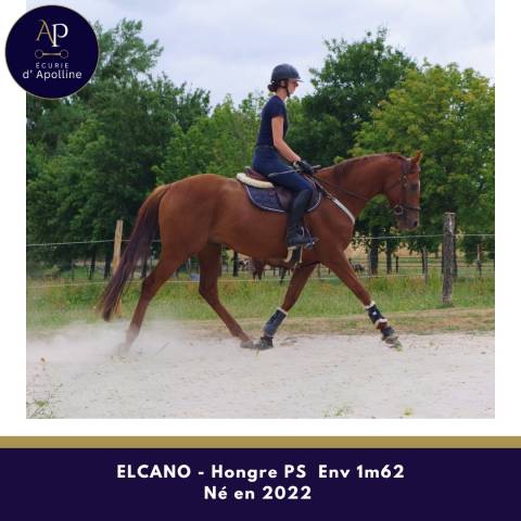 Caballo castrado Pura Sangre En venta 2022 Alaz&aacute;n