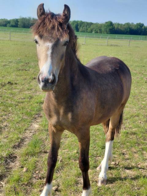 Caballo castrado New Forest En venta 2025 Isabelo por Sulaatik's Versage NF