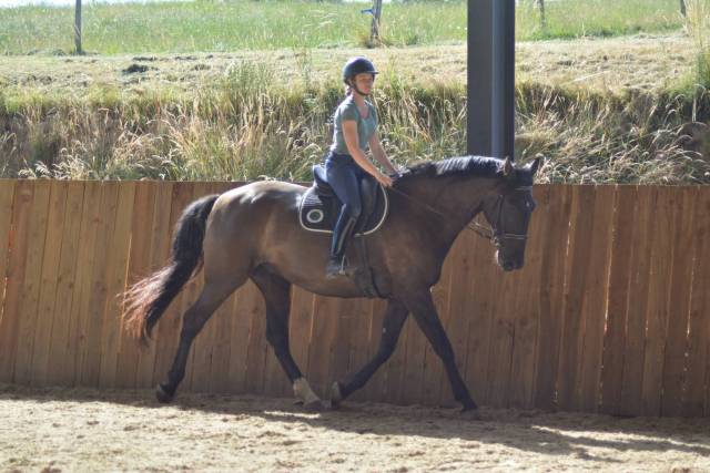 Caballo castrado PRE Pura Raza Espa&ntilde;ola En venta 2018 Bayo moreno