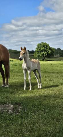 Caballo entero Haflinger En venta 2026 Alaz&aacute;n por AUTAN