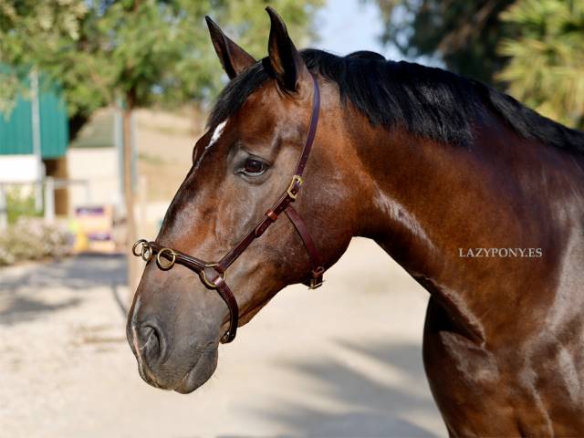 Lunging Cavesson Lazypony, Academic Training Cavesson