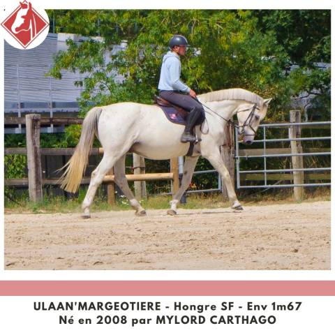 Caballo castrado Silla Franc&eacute;s En venta 2008 Tordo