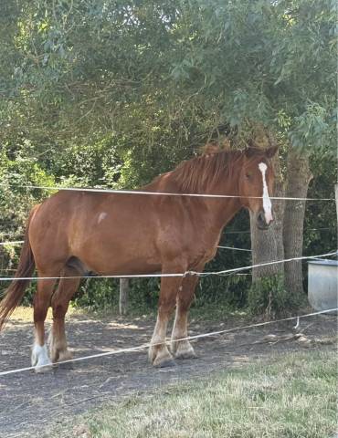 Caballo castrado Otra raza de Caballos En venta 2020 Alaz&aacute;n