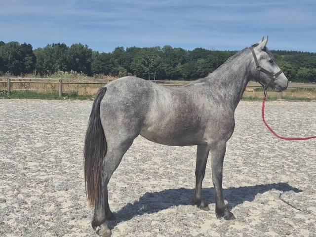 Potranca Welsh Part Bred En venta 2024 Tordo