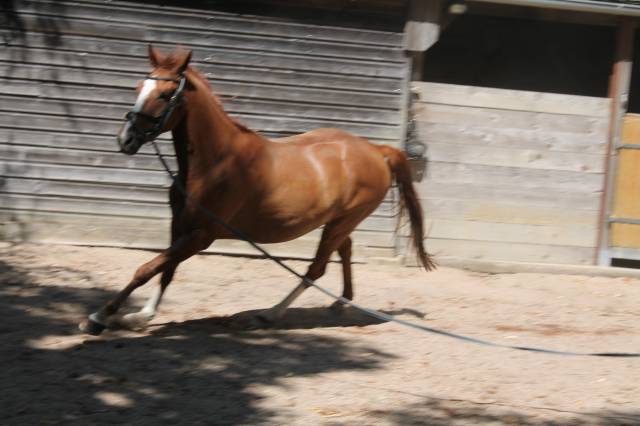 Caballo castrado AES Anglo European Studbook En venta 2019 Alaz&aacute;n por GERONIMO IV