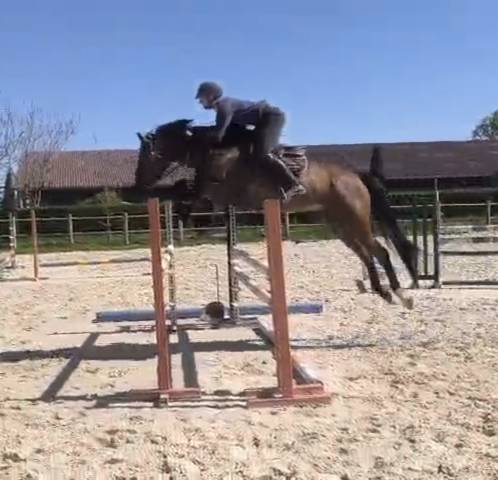 Caballo castrado Silla Franc&eacute;s En venta 2021 Bayo por APACHE D ADRIER