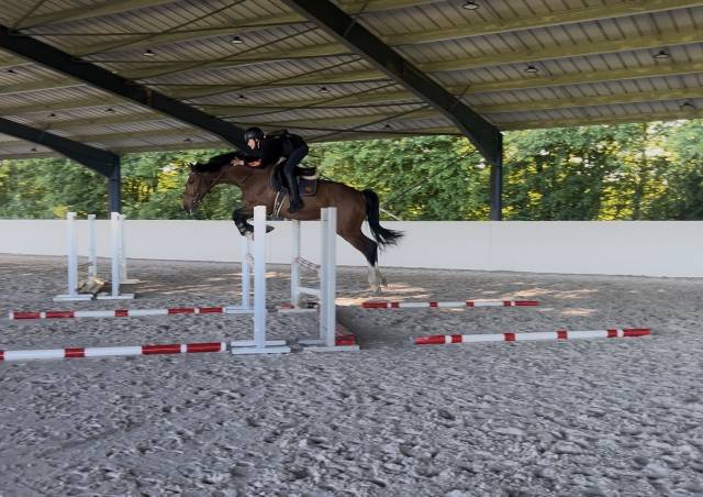 Caballo castrado Silla Franc&eacute;s En venta 2021 Bayo