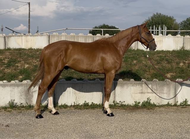 Caballo castrado Silla Franc&eacute;s En venta 2023 Alaz&aacute;n
