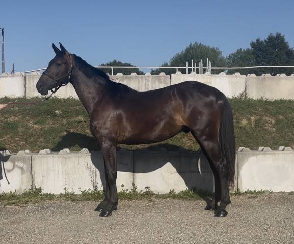 Caballo castrado Zangersheide En venta 2023 Negro