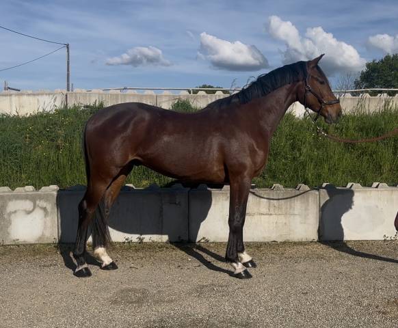 Caballo castrado Origine Constat&eacute;e En venta 2023 Bayo