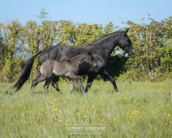Yegua de ganader&iacute;a Lusitano En venta 2017 Negro por URUBU II