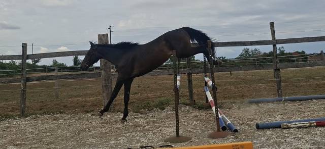 Caballo castrado Silla Franc&eacute;s En venta 2024 Bayo moreno por HERACLES D ELLE