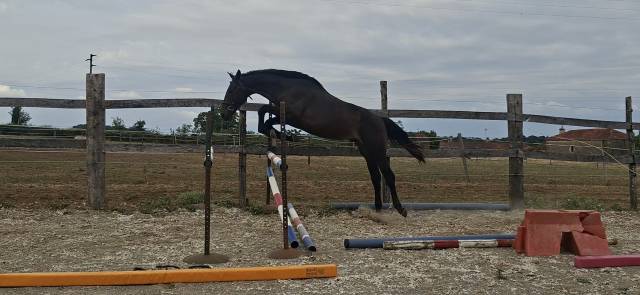 Caballo castrado Silla Franc&eacute;s En venta 2024 Bayo moreno por HERACLES D ELLE