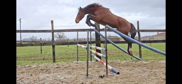 Caballo castrado Silla Franc&eacute;s En venta 2023 Bayo por Atome des Etisses