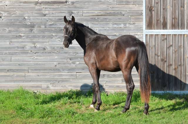 Caballo castrado AES Anglo European Studbook En venta 2023 Negro