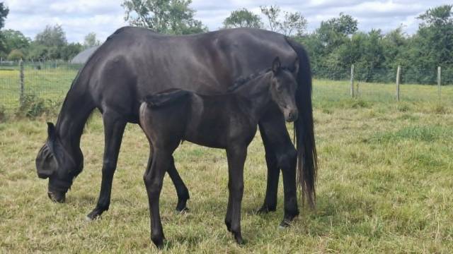 Yegua de ganader&iacute;a Oldenburgu&eacute;s En venta 2008 Negro por SAN AMOUR