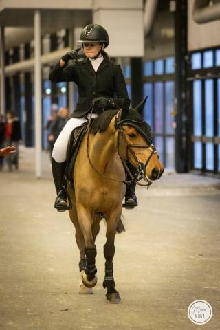 Caballo castrado PFS Poni Fran&ccedil;&eacute;s de Silla En venta 2015 Bayo por QUABAR DES MONCEAUX