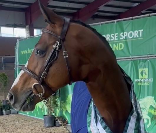 Potranca PFS Poni Fran&ccedil;&eacute;s de Silla Confiar 2026 Alaz&aacute;n por DOUBLE PLEASURE