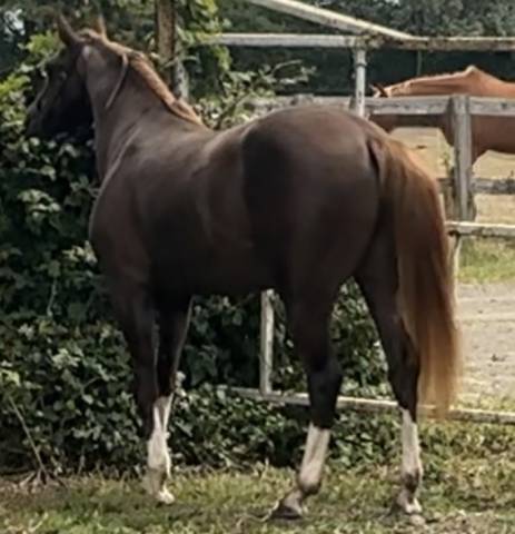 Potranca PFS Poni Fran&ccedil;&eacute;s de Silla Confiar 2023 Alaz&aacute;n tostado por hwen d&rsquo;o