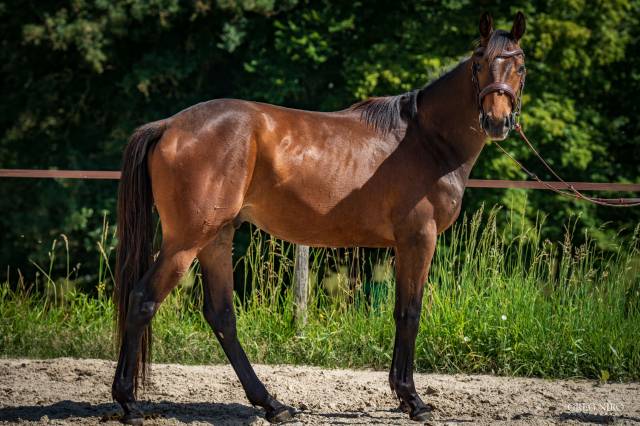 Caballo castrado Pura Sangre Ingl&eacute;s En venta 2024 Bayo por INDIAN
