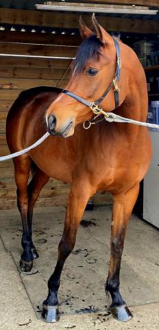 Caballo castrado Pura Sangre Arabe En venta 2020 Bayo