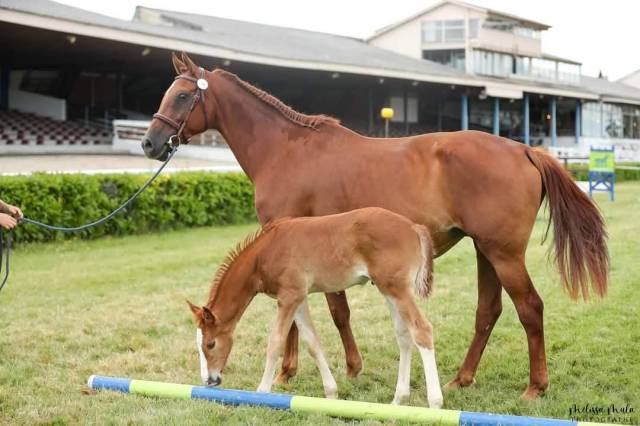 Yegua de ganader&iacute;a KWPN Caballo de Deporte Neerland&eacute;s En venta 2014 Alaz&aacute;n