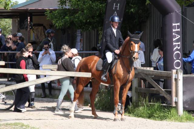 Caballo castrado Silla Franc&eacute;s En venta 2019 Alaz&aacute;n por ZANDOR Z