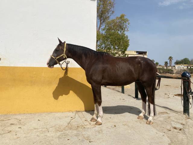 YEGUA HANNOVERIANA (SANCISCO, SANDRO HIT - LONDONDERRY)