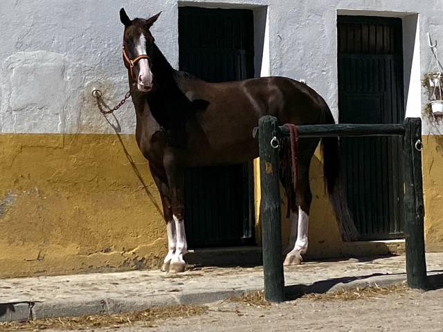 YEGUA HANNOVERIANA (SANCISCO, SANDRO HIT - LONDONDERRY)