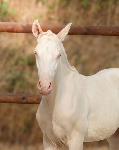 Potro Lusitano En venta 2026 Perlino por Rei Du Parc