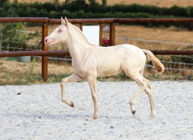 Potro Lusitano En venta 2026 Perlino por Rei Du Parc