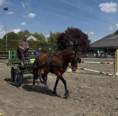 Yegua Franca-Monta&ntilde;a En venta 2015 Bayo