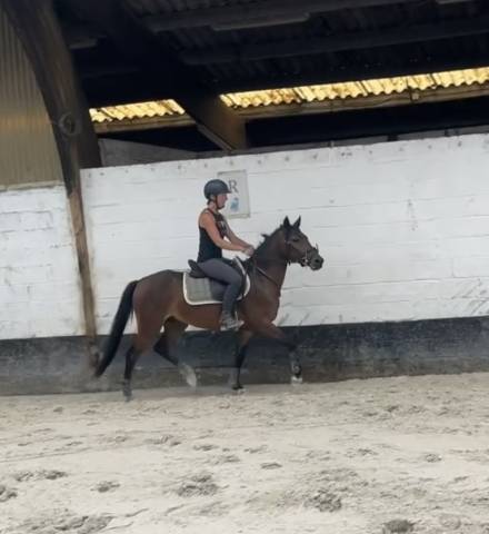 Caballo castrado New Forest En venta 2023 Bayo