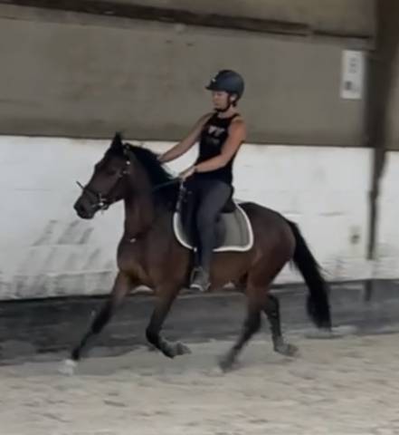 Caballo castrado New Forest En venta 2023 Bayo