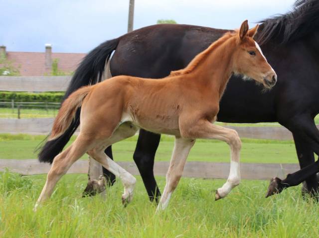 Yegua KWPN Caballo de Deporte Neerland&eacute;s En venta 2026 Alaz&aacute;n por Royal Dynamic