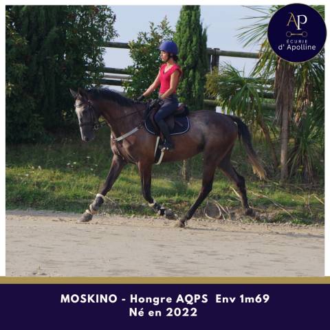 Caballo castrado AQPS En venta 2022 Tordo