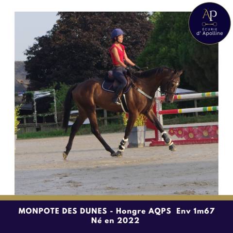 Caballo castrado AQPS En venta 2022 Bayo