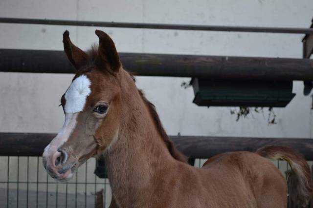Semental Arabe En venta 2019 Tordo por L.a kronos