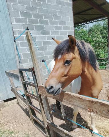 Caballo castrado Origen No Constatado En venta 2018 P&iacute;o