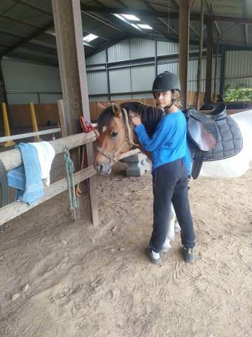 Caballo castrado Origen No Constatado En venta 2018 P&iacute;o