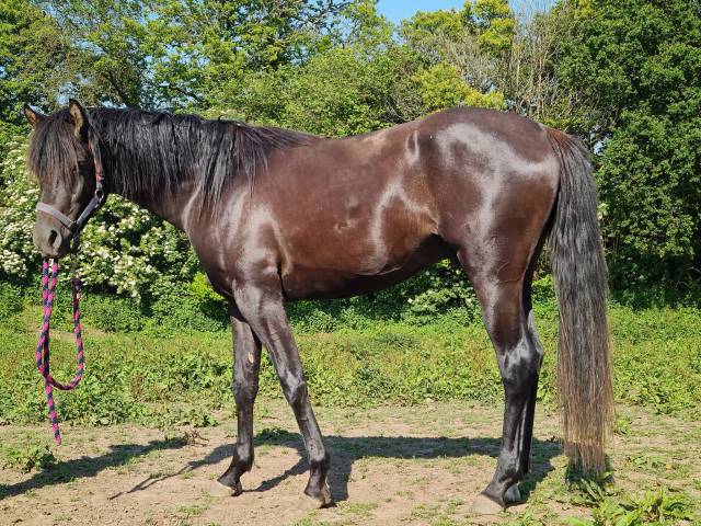 Semental Pura Sangre Arabe En venta 2020 Negro por Avalon Be Beautifull