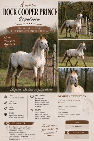 Semental Appaloosa En venta 2014 Otra capa