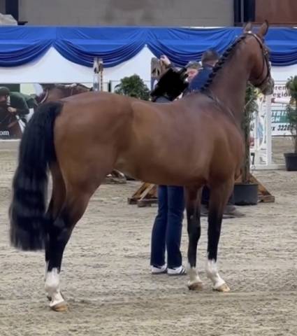Potranca PFS Poni Fran&ccedil;&eacute;s de Silla En venta 2026 Pelo de vaca por DOUBLE PLEASURE