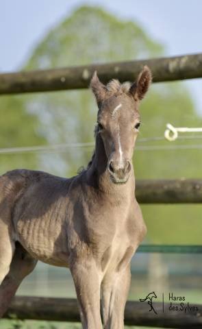Potro KWPN Caballo de Deporte Neerland&eacute;s En venta 2026 Otra capa